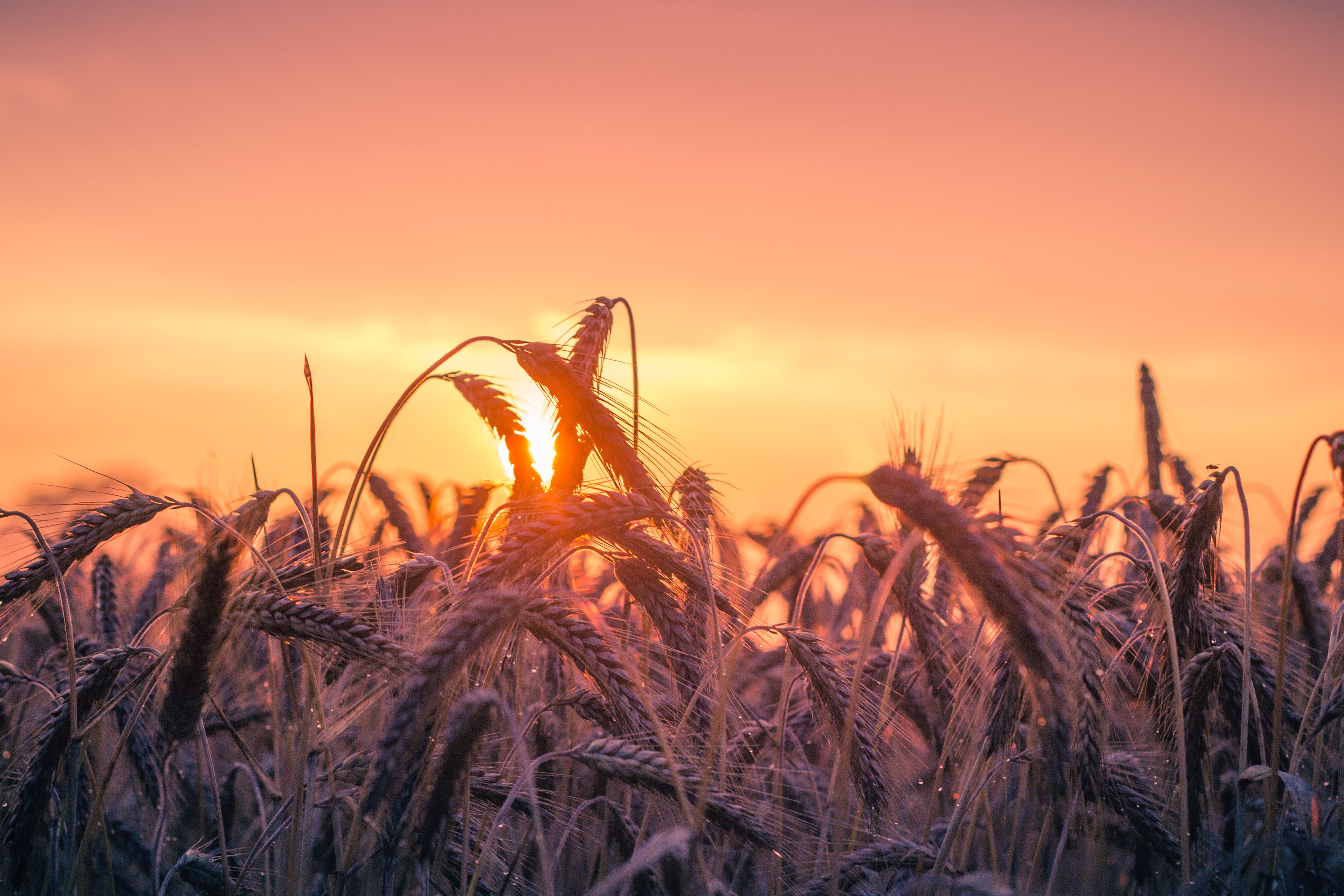 Alternus Energy Closes Acquisition of 11.75 MW Solar Park in Rilland, the Netherlands – expanding European footprint