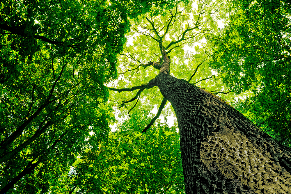 Green energy provider Alternus raises €9m from backers