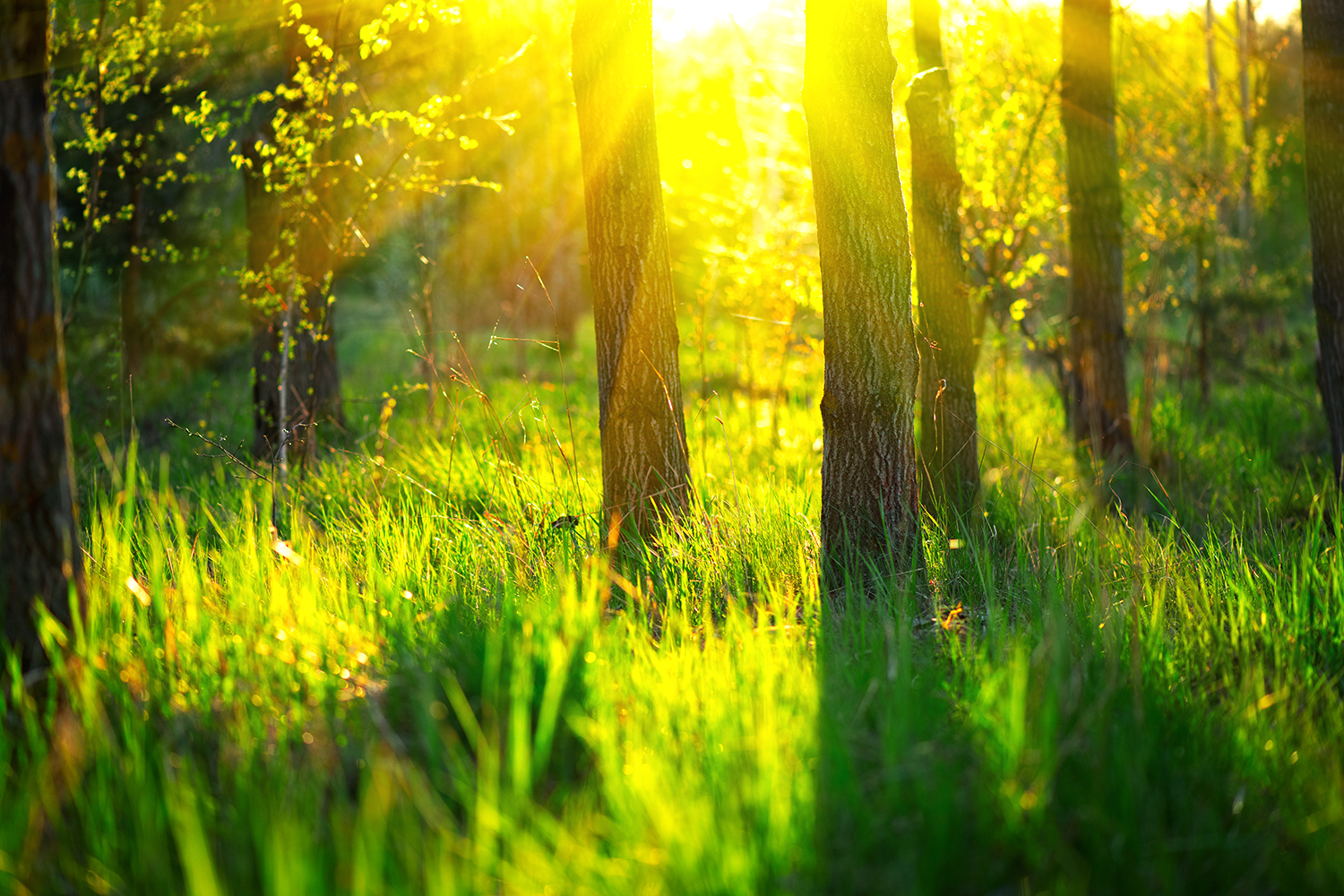 Alternus Energy (ALT) continues European expansion programme with completion of 15MWp capacity in Romania, immediately doubling annual long term contracted revenues