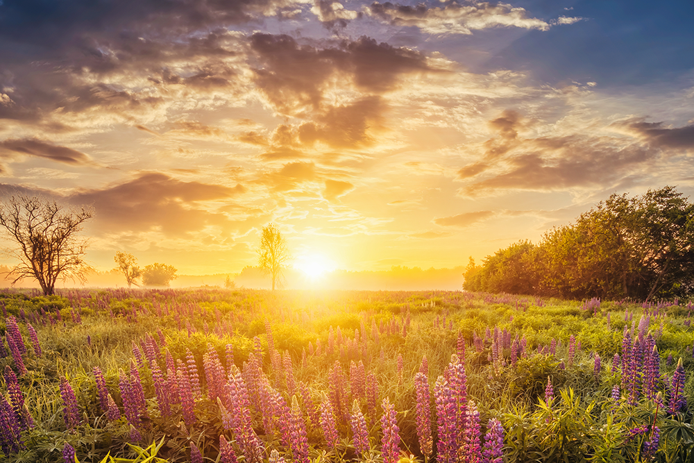 Alternus Energy Group (ALT) Acquires a Majority Interest in Netherlands-based Unisun Energy Holding B.V to Become a Vertically Integrated Independent Power Producer and Adds Over 250 MWp of Early-stage Solar PV Projects to its Portfolio